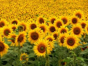 camp-girasols